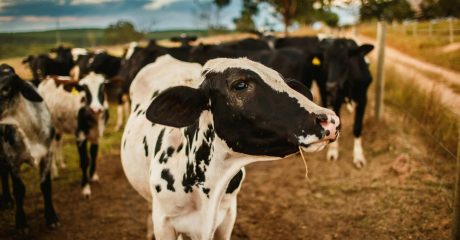 pexels-helenalopes-4731079