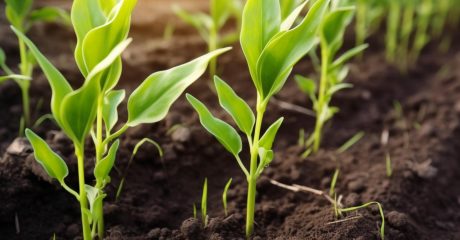 row-young-corn-plants-field